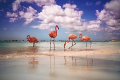 03 - Renaissance Island -Flamingo Beach